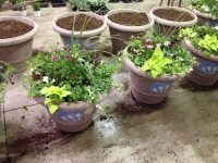 plant pots & stands 